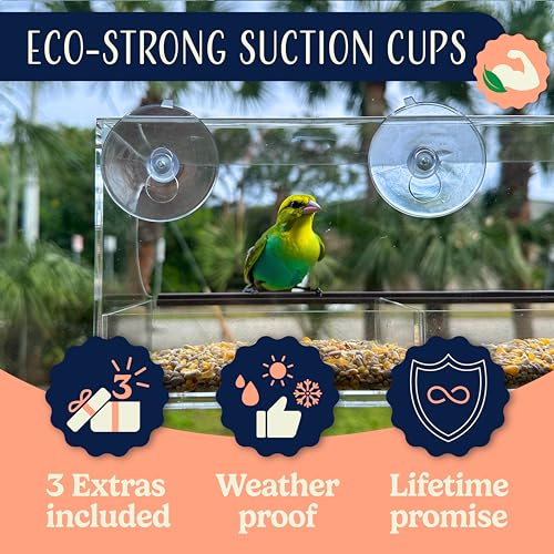 Window Bird Feeder Easy to Use to Attract Birds with Strong Suction Cups